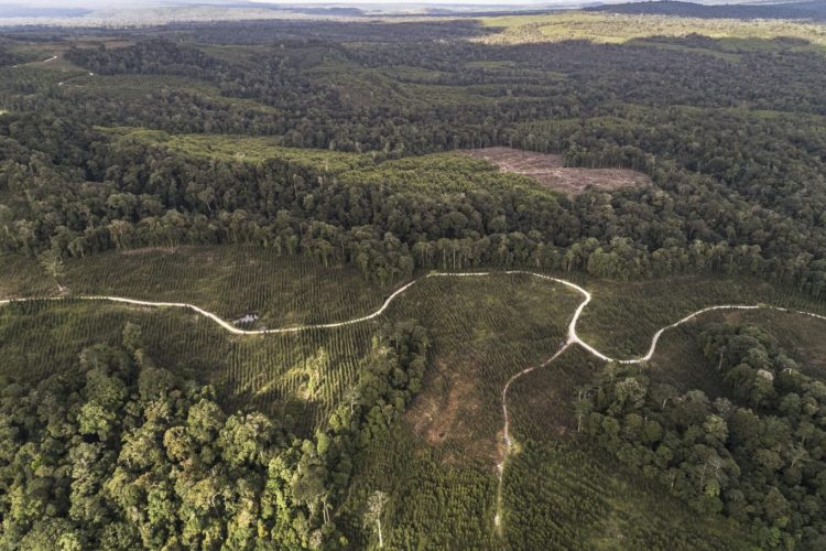 Salah satu hutan tersisa milik Masyarakat Adat Pargamanan-Bintang Maria yang di Klaim PT TPL sebagai