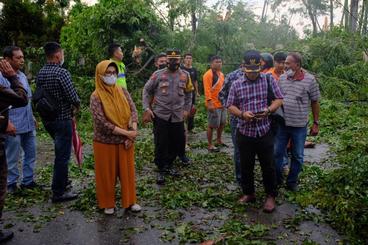 Plt Walikota Pematangsiantar dr. Susanti sesaat hujan reda, meninjau langsung lokasi pohon tumbang (f:ist/konstruktif)