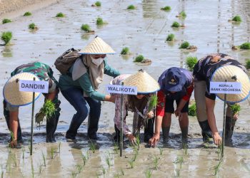 Acara menanam padi areal persawahan yang berada di Jalan Bahkora II Bawah Huta Nainggolan Kelurahan Sukaraja Kecamatan Siantar Marihat (f:ist/konstruktif)