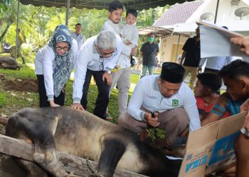 (Pemko) Pematang Siantar kurban sembilan ekor sapi (f:ist/konstruktif)